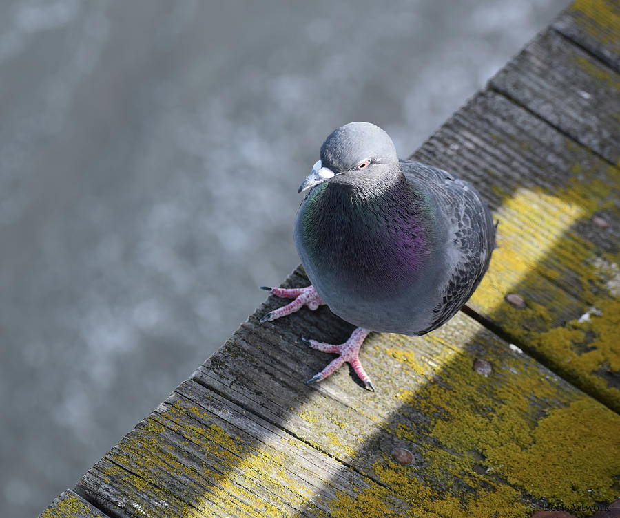 The Pigeon Photograph by Roberta Byram