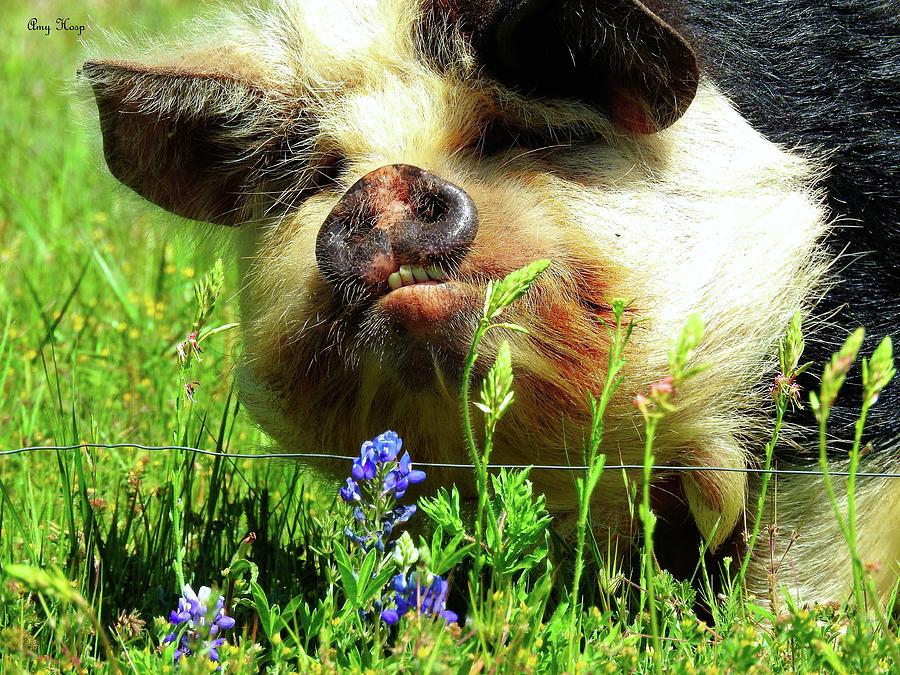 The Pig and The Bluebonnet Photograph by Amy Hosp - Pixels