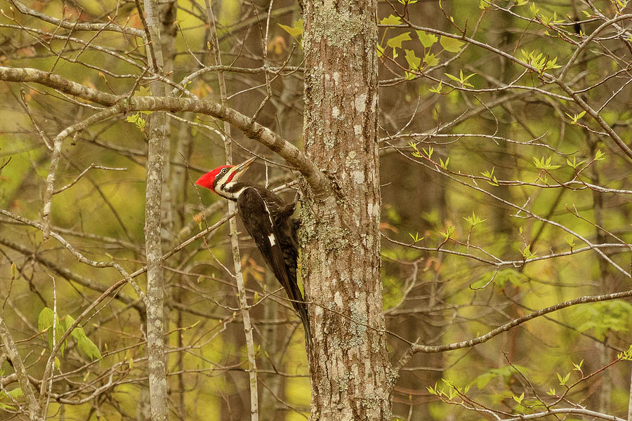 The Pileated in the Maple Photograph by Joni Eskridge