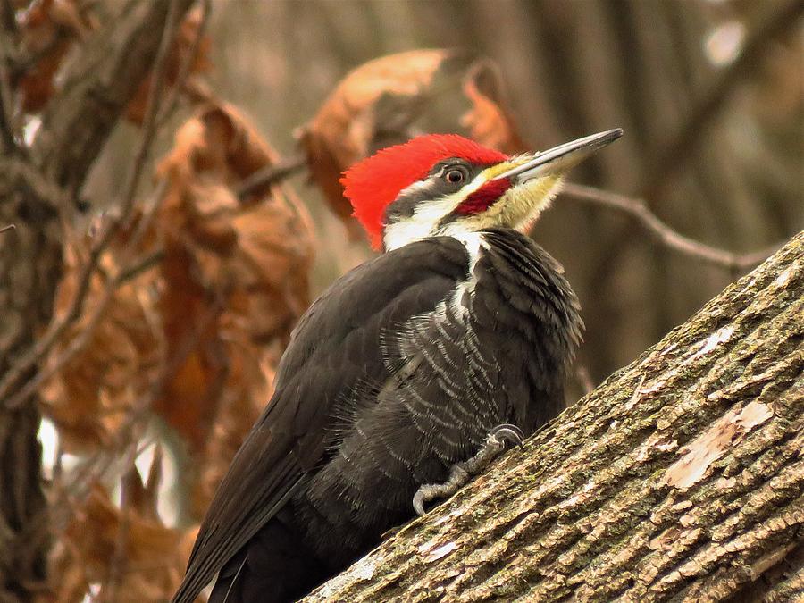 The Pileated Woodpecker  Photograph by Lori Frisch
