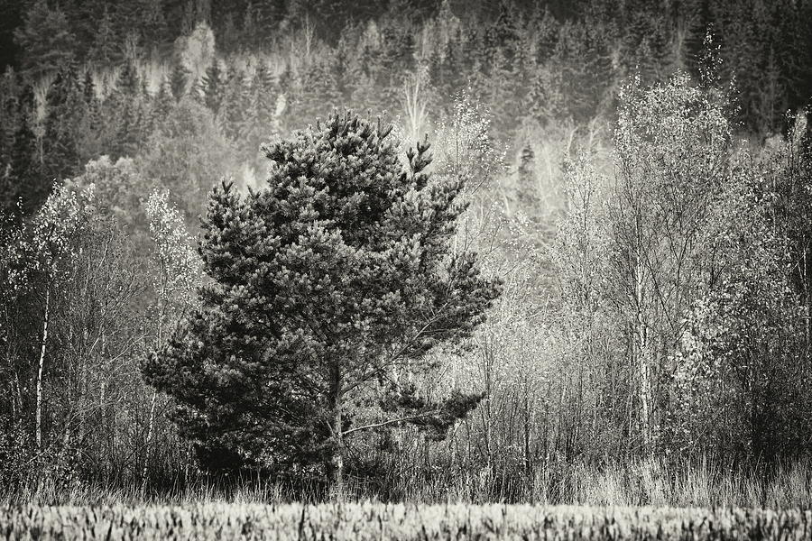 The Pine by the field bw Photograph by Jouko Lehto