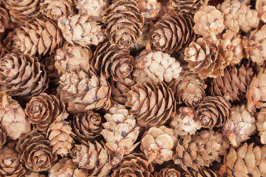 The Pine Cone Background. Fir Cones Background Photograph
