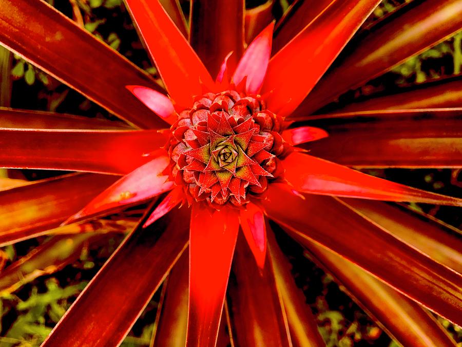 The Pineapple Bromeliads are in Bloom Photograph by Joalene Young