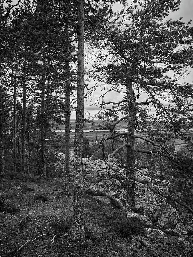 The Pines At The Top Of Aavasaksa 1 Bw Photograph