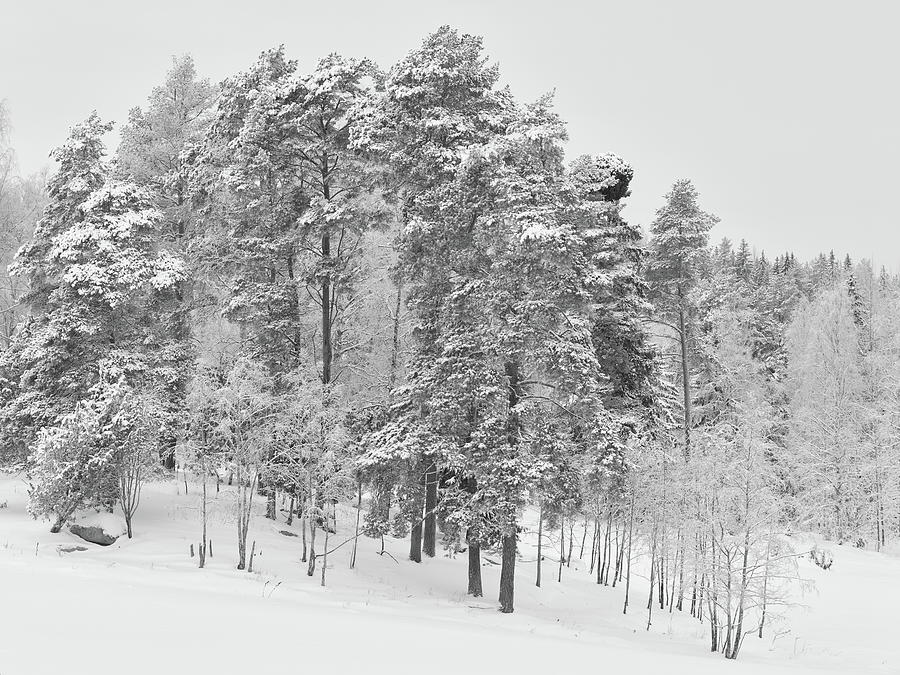 The pines by the fields. Parkkuu winter 2023  bw Photograph by Jouko Lehto