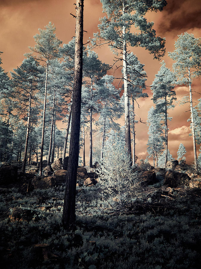 The Pines of Olympus Mons Photograph by Jouko Lehto
