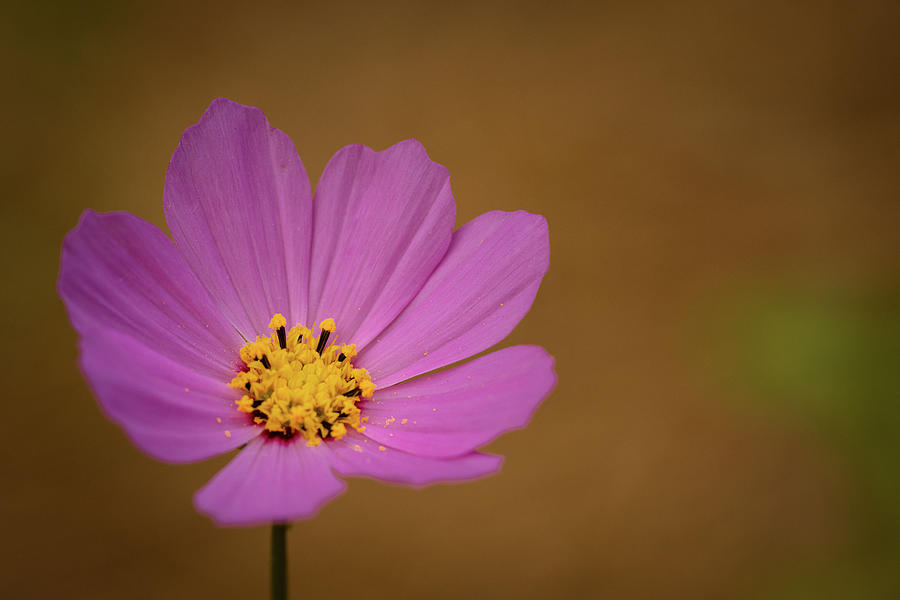The Pink Cosmos in Landscape Photograph by Joni Eskridge