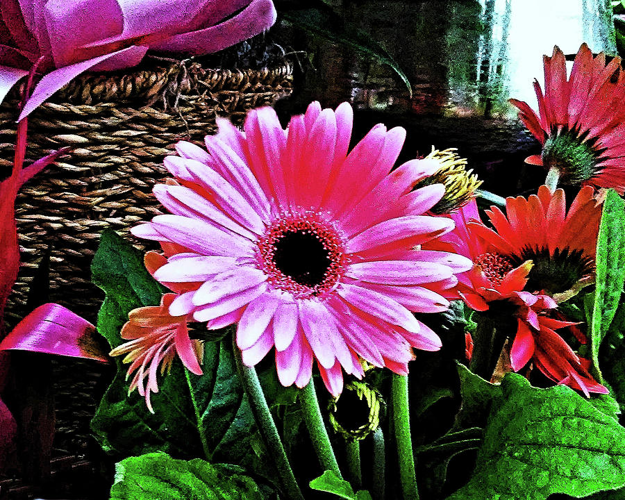 The Pink Daisy Photograph by Andrew Lawrence