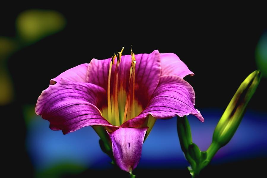 The Pink Day Lily Photograph by Ed Stines