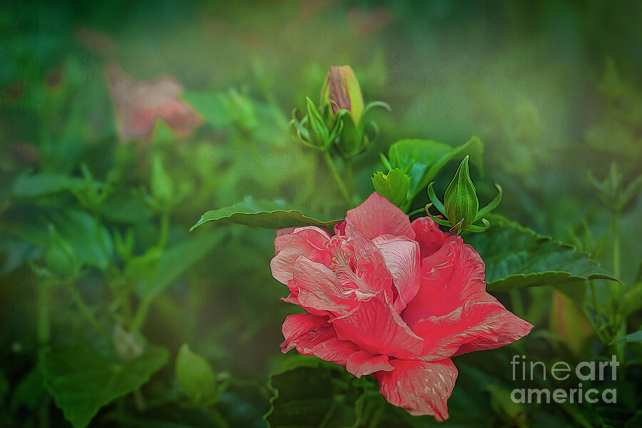The Pink Hibiscus Photograph by Shelia Hunt