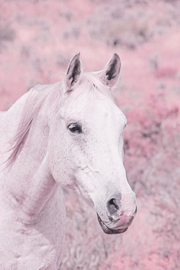 Abstract Photograph - The Pink Horse by Jennie Marie Schell