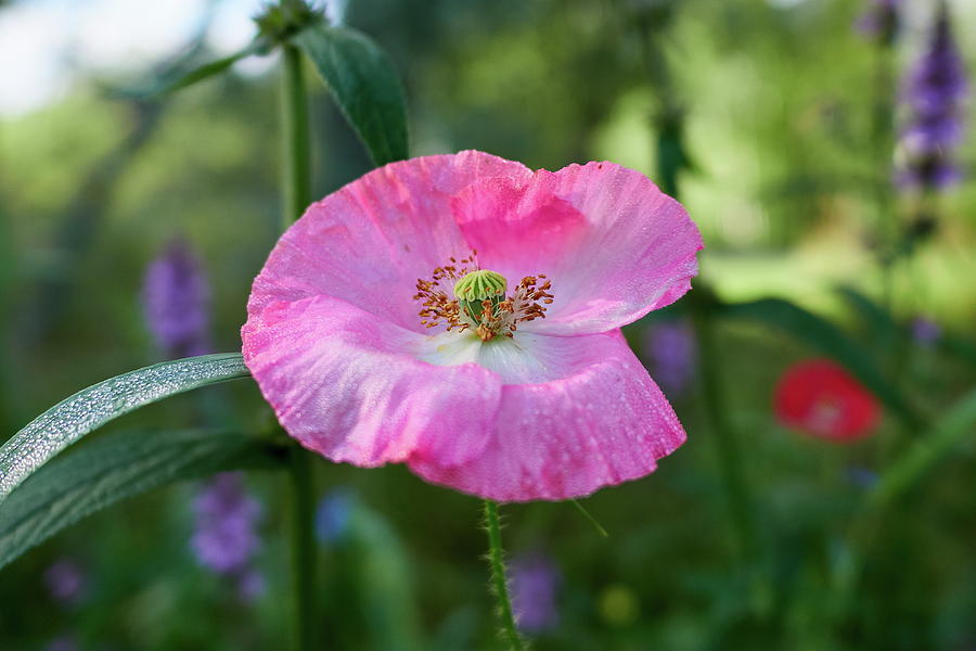 The pink kiss on the field10 Photograph by Jouko Lehto - Fine Art America