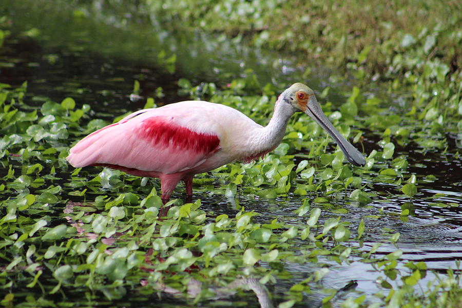 The Pink Lady Photograph by Brent Jacobs - Fine Art America