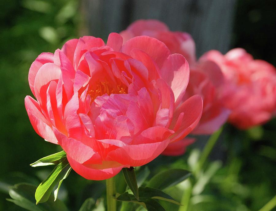 The Pink Peonie Flower Photograph
