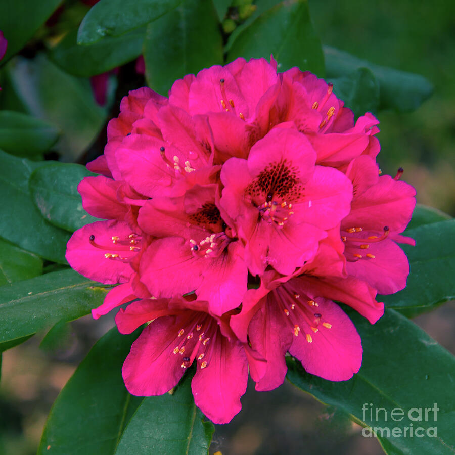 The Pink Rhododendron Photograph By Robert Bales - Pixels