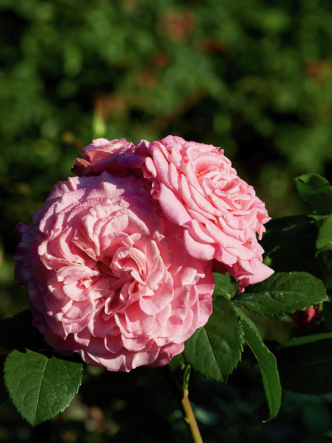 Flowers Still Life Photograph - The Pink Rose Ashley by Jouko Lehto