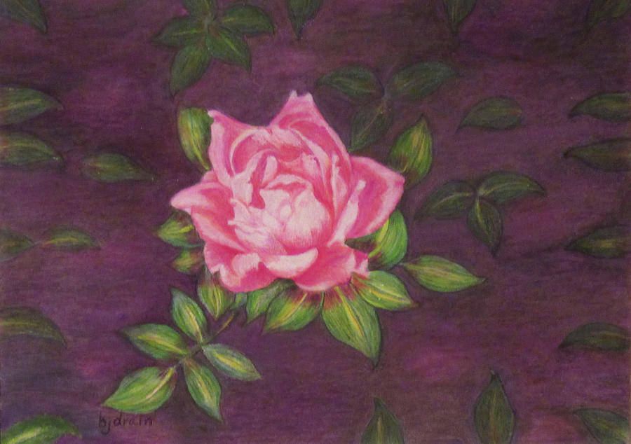 Flowers Still Life Drawing - The Pink Rose by Brenda Drain