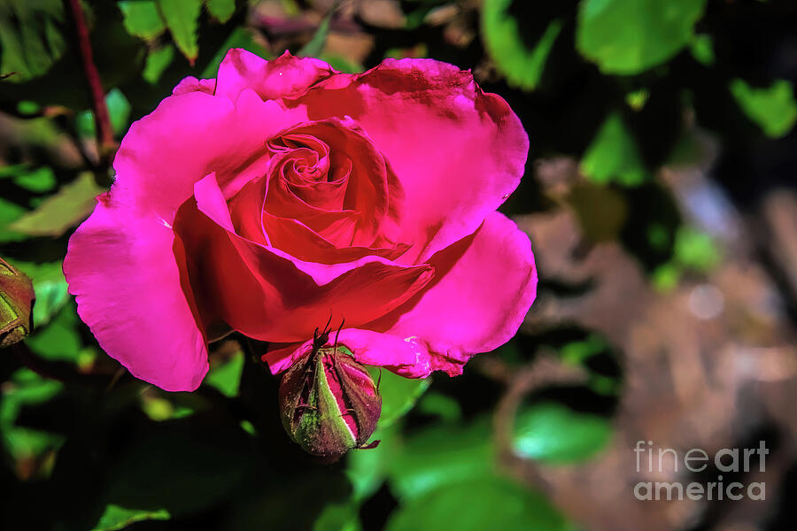 The Pink Rose Bud and I Photograph by Diana Mary Sharpton