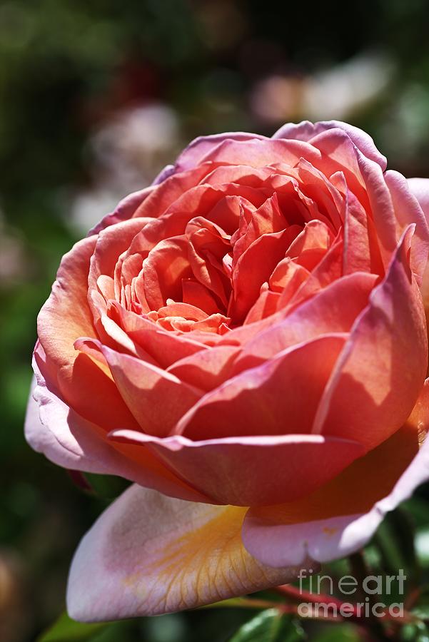 The Pink Rose Profile Photograph by Joy Watson