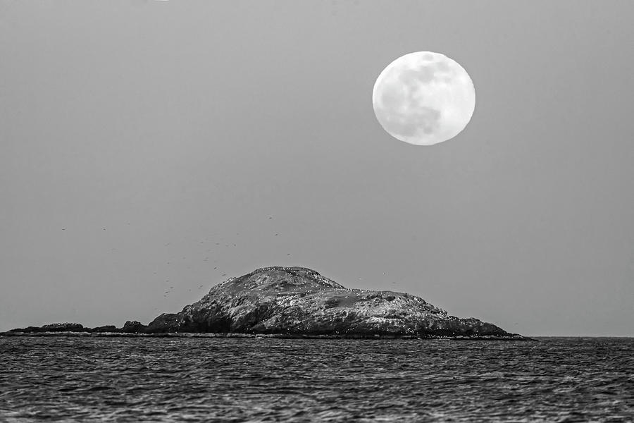 The Pink Supermoon Rising over Egg Rock Black and White Photograph by Toby McGuire