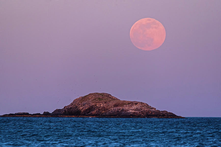 The Pink Supermoon Rising over Egg Rock Photograph by Toby McGuire