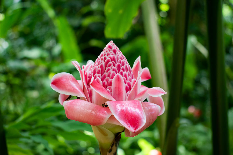 The Pink Torch Photograph by Deidre Blackman - Fine Art America