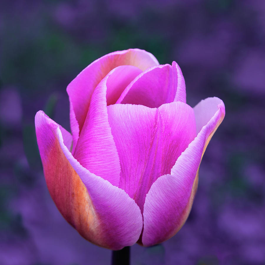The Pink Tulip Photograph by David Patterson