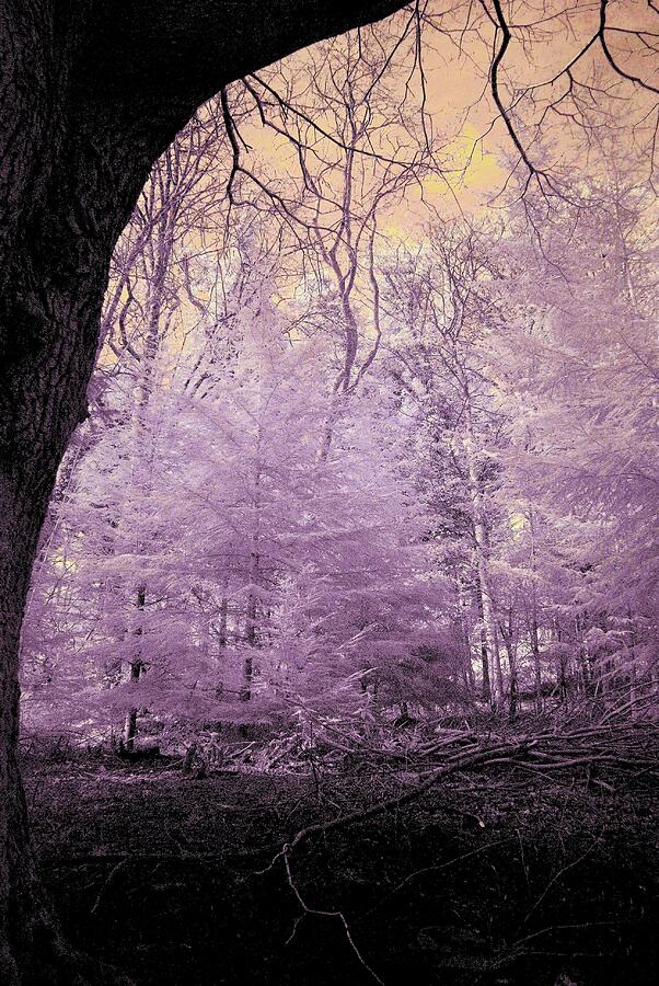 The Pink Woods Photograph by Neil R Finlay
