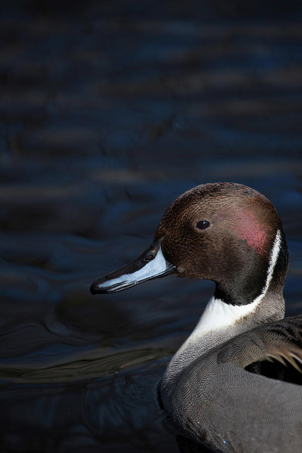 The Pintail Photograph by Karol Livote