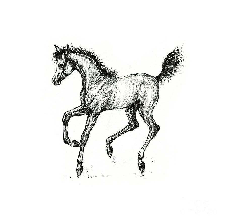 Prancing foal #1 Drawing by Ang El