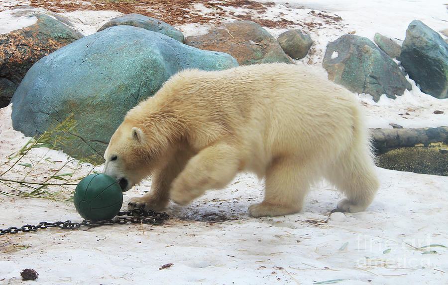 The Playful Polar Bear Photograph by Nina Silver