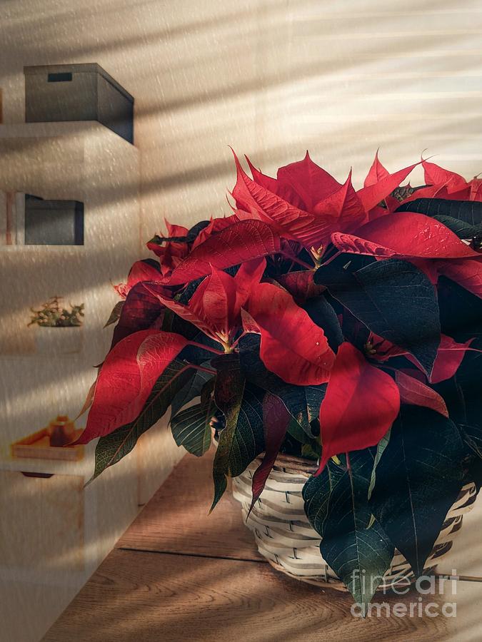 The Poinsettia Weihnachtsstern Photograph by Claudia Zahnd-Prezioso