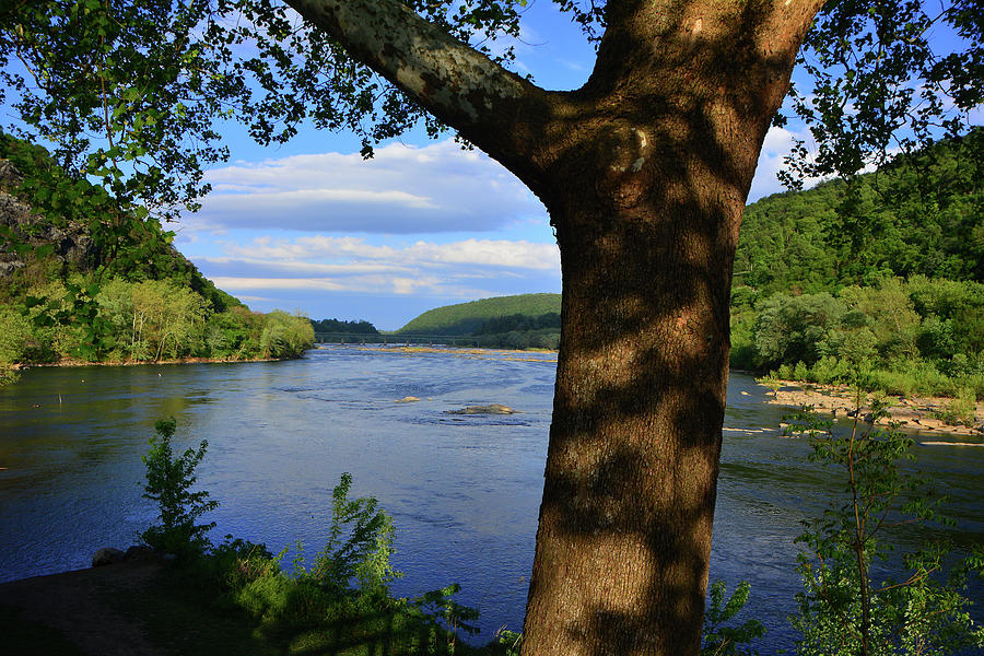 The Point in Harpers Ferry from Under a Sagamore Tree Photograph by Raymond Salani III