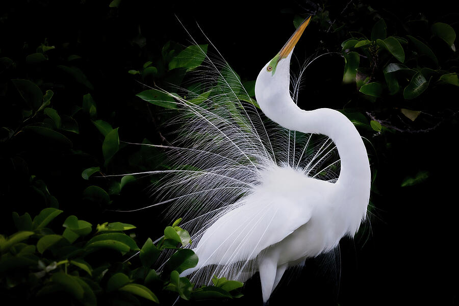 The Poised Beauty of a Great White Egret Photograph by Rebecca Herranen The Poised Beauty of a Great White Egret Photograph by Rebecca Herranen