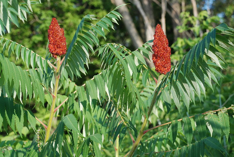 The Staghorn Sumac Plant Photograph by Ee Photography