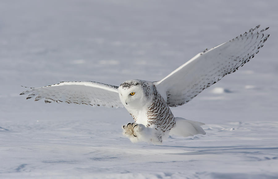 Owl Photograph - The Polar Hunter by Mircea Costina Photography