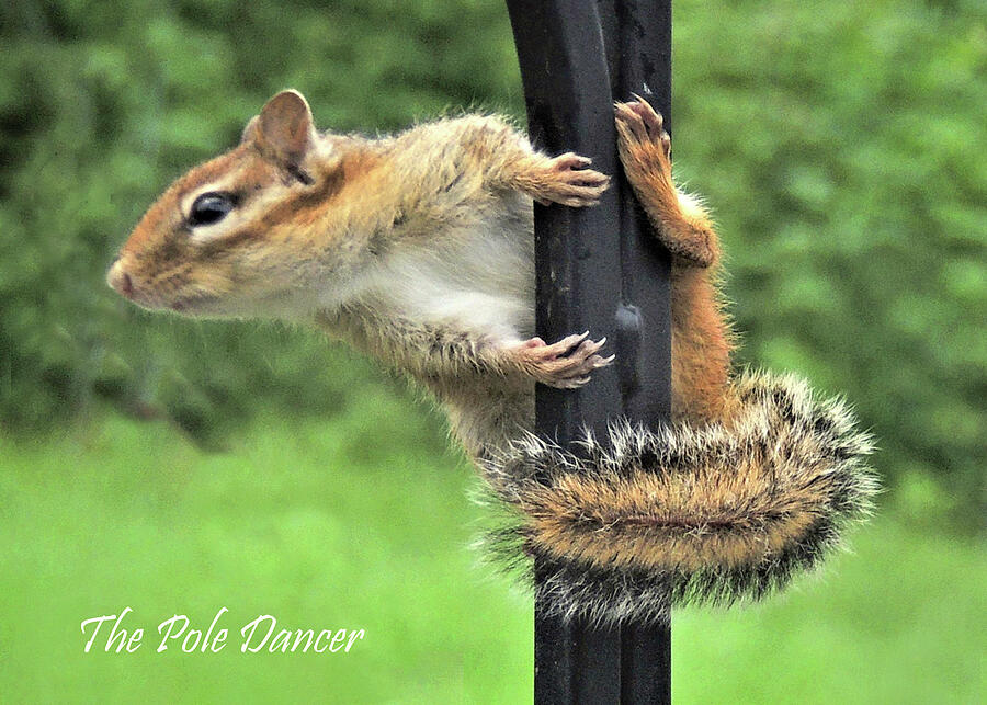 The Pole Dancer Photograph by Nancy Griswold