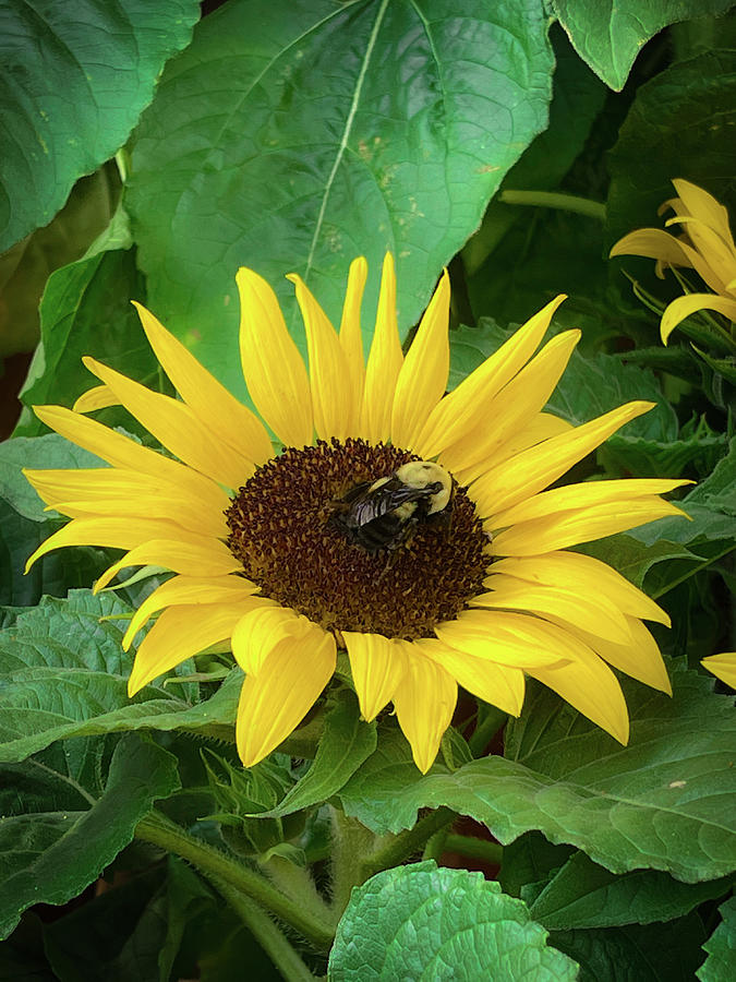 The Pollinator and The Sunflower Photograph by Lora J Wilson