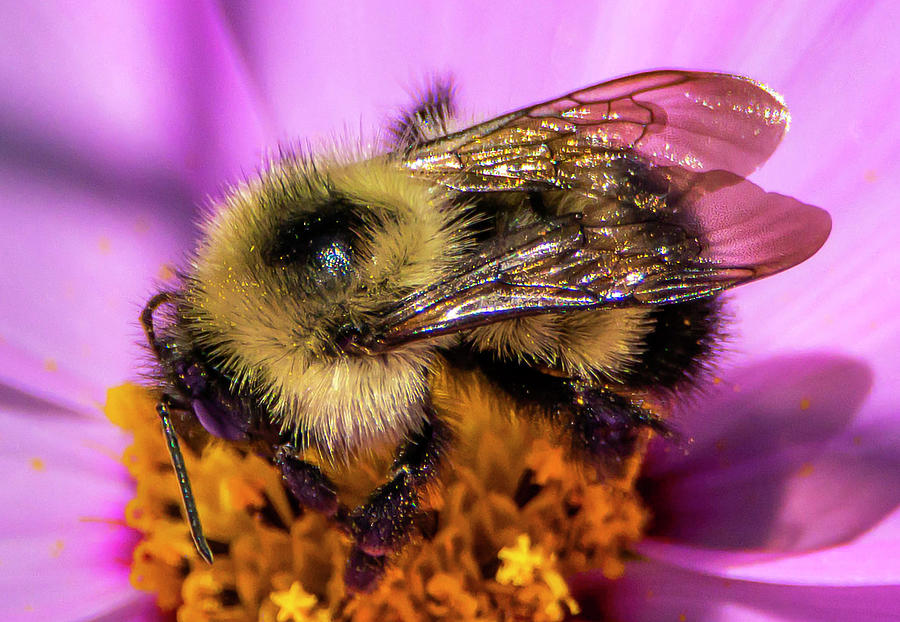 The Pollinator Bumble Bee Photograph by Sandra Js