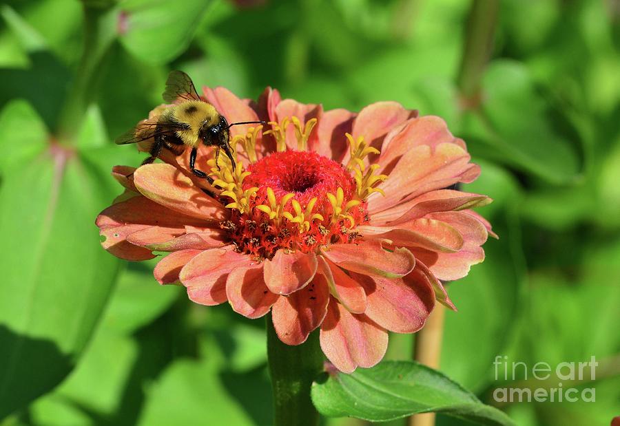 The Pollinator Photograph by Cindy Manero