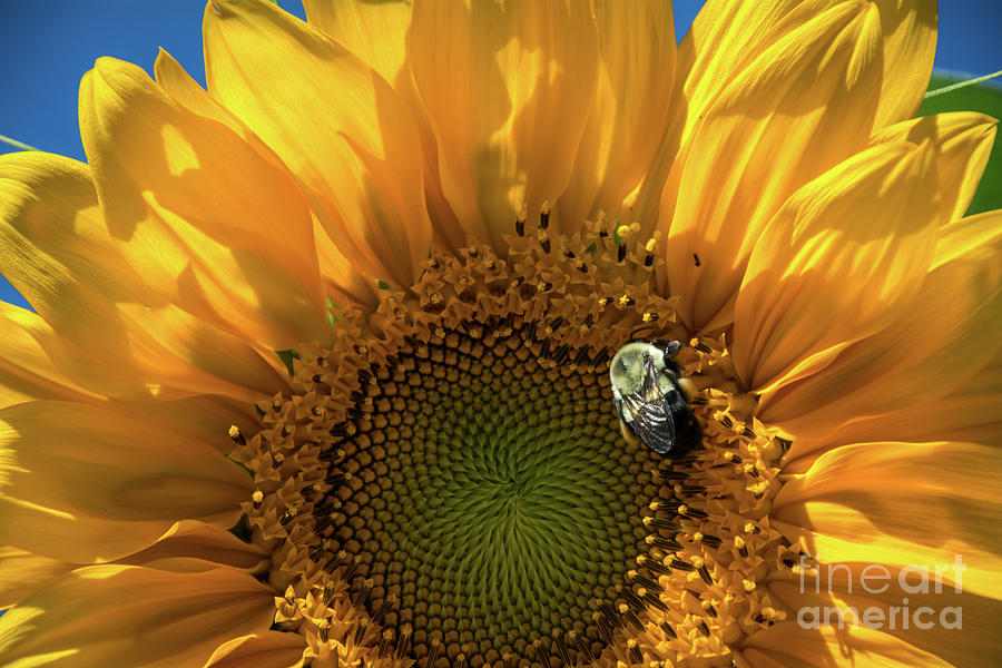The Pollinator  Photograph by Deborah Klubertanz