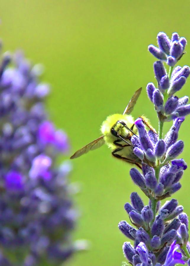 The Pollinator Too Photograph by Vernon Platt - Fine Art America