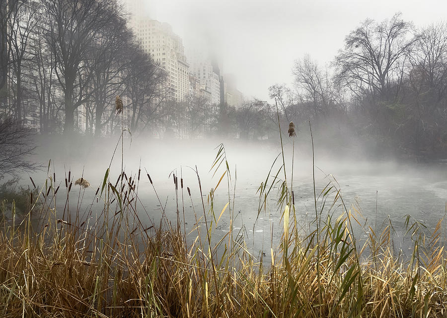 The Pond and the Fog Photograph by Cate Franklyn