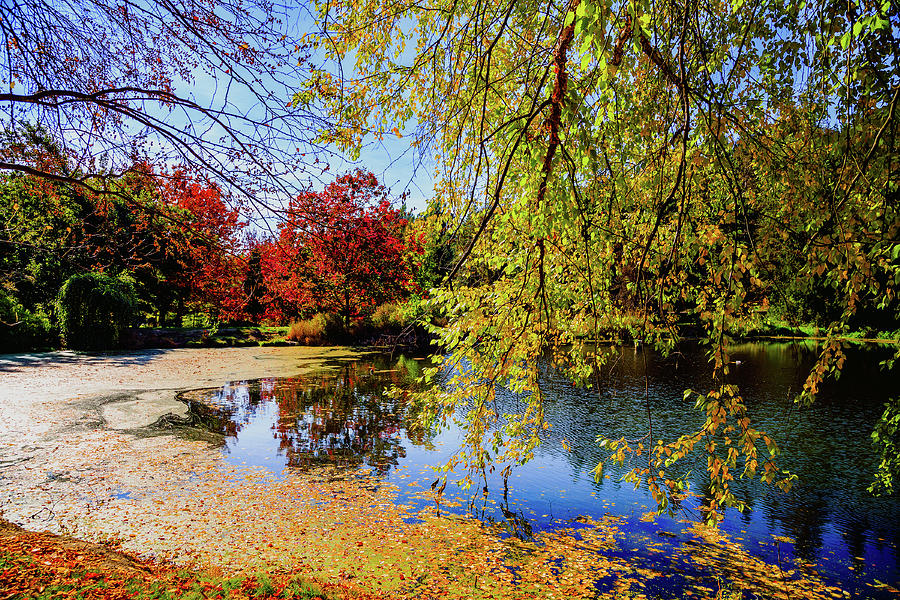 The Pond in Autumn Photograph by David Patterson