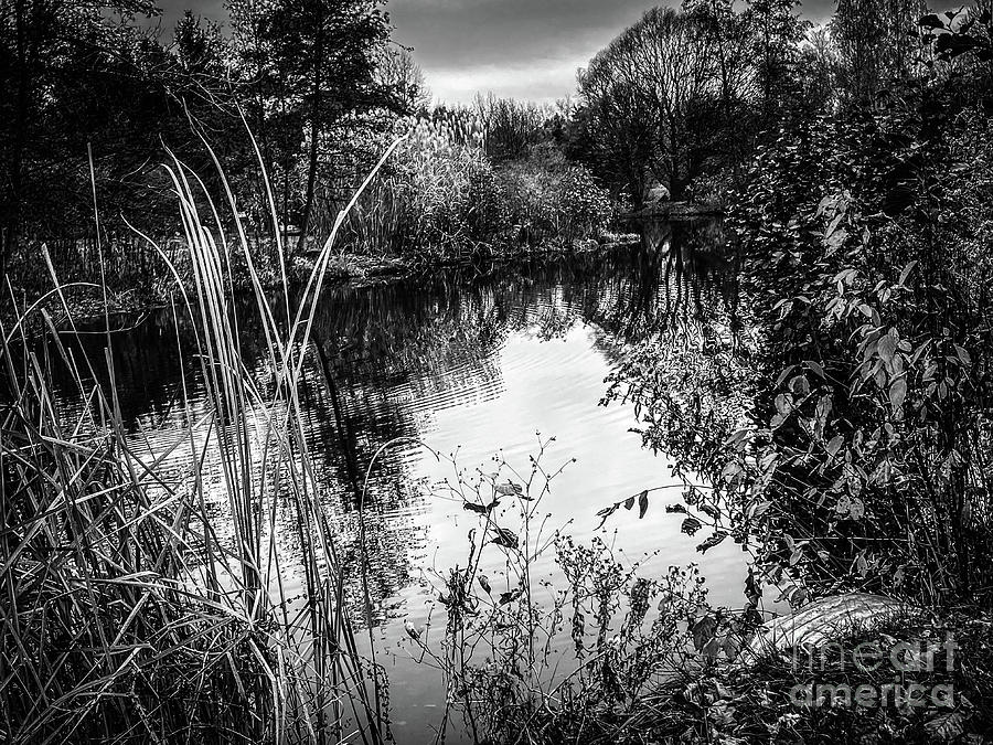 The Pond in Black and White Photograph by William Norton