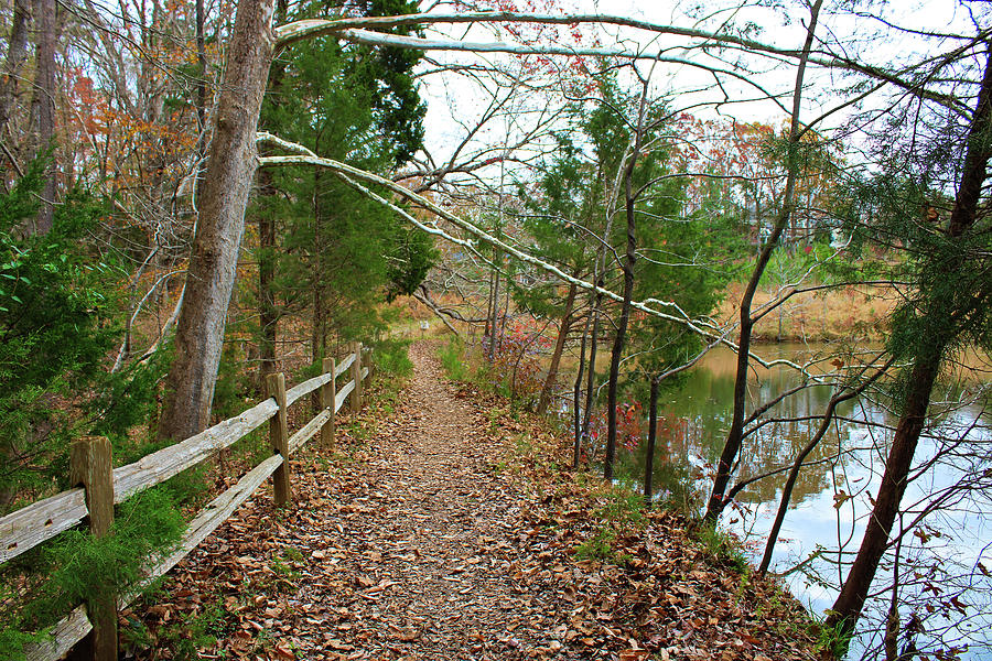 The Pond Trail Photograph