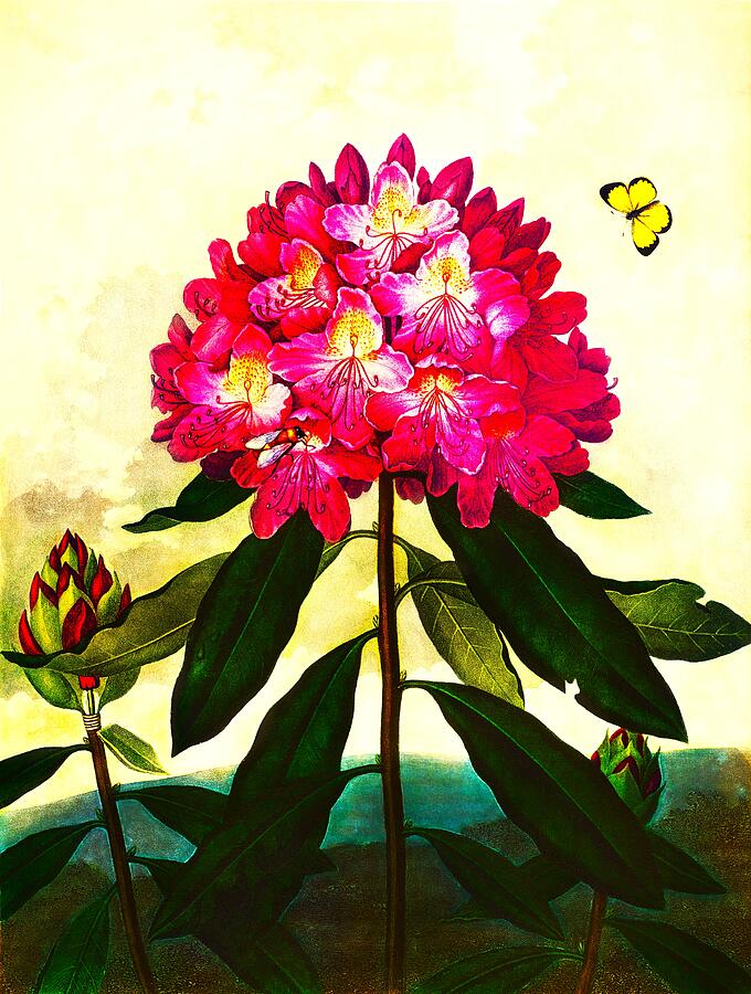 Flower Painting - The Pontic Rhododendron by Robert John Thornton by Peace Love Harmony