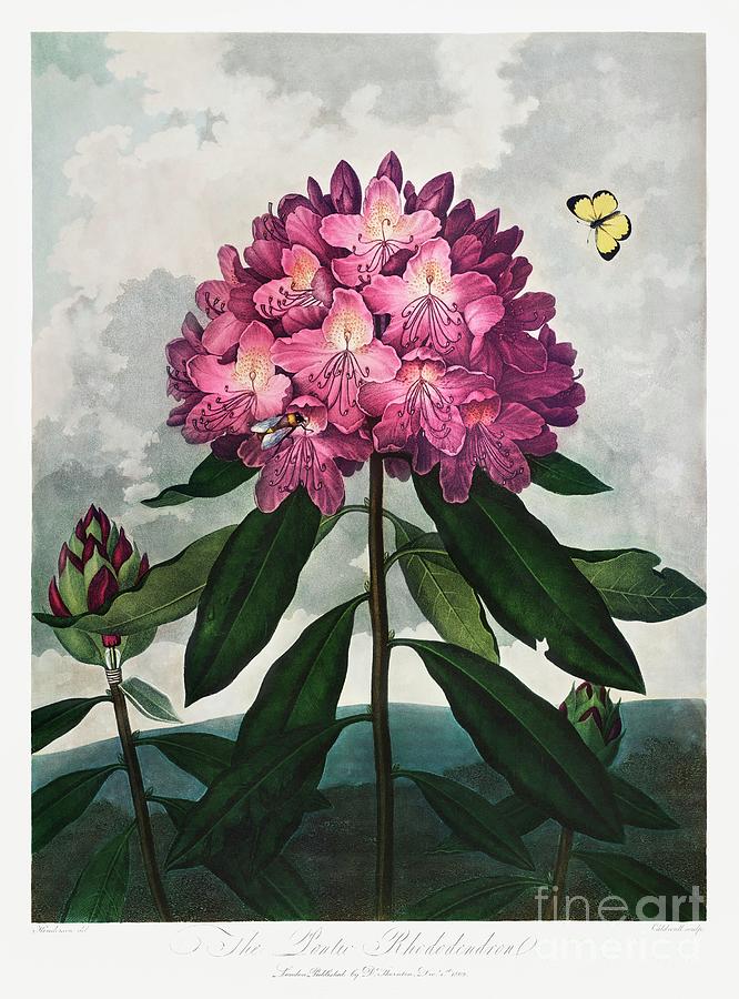 The Pontic Rhododendron from The Temple of Flora 1807 by Robert John Thornton Painting by Shop Ability