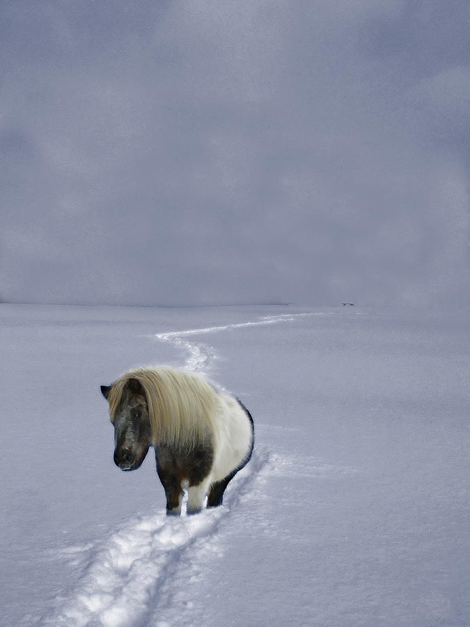 The Ponys Trail Photograph by Wayne King