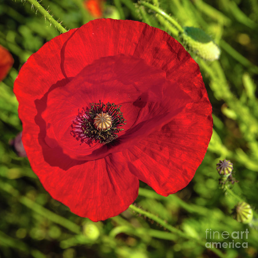 The poppy series #2 Photograph by Lyl Dil Creations